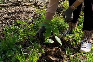 Kakve uslove voli kesten i kako podići zasad?