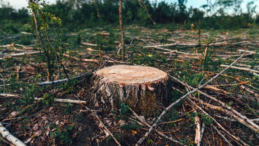 Zakon o krčenju šuma: Samo četiri zemlje pod strogim nadzorom EU