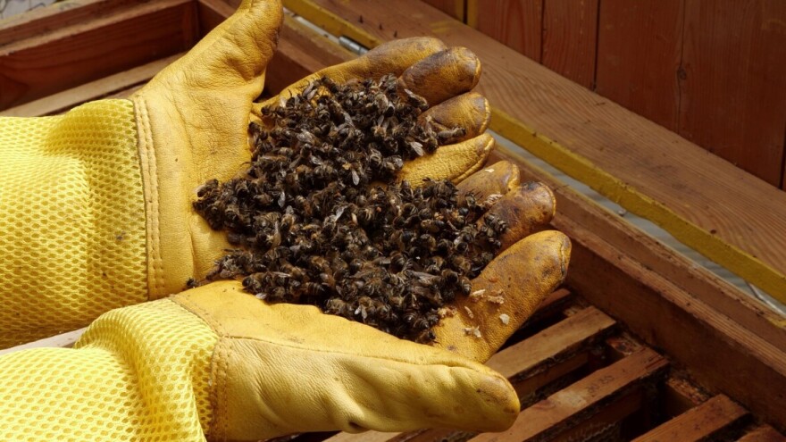 Proljeće donosi gubitke u pčelinjaku, u nekim će zemljama doseći 40 posto, a u Hrvatskoj?