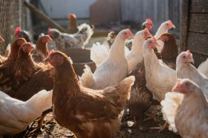 Maksimalna potpora iznosit će 2.520 kuna po hektaru