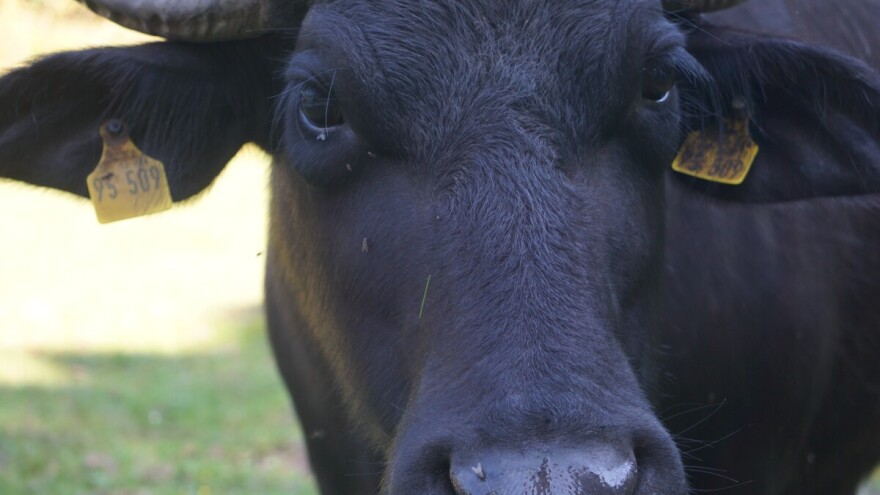 Tragedija u Barevu: Bik usmrtio svog vlasnika