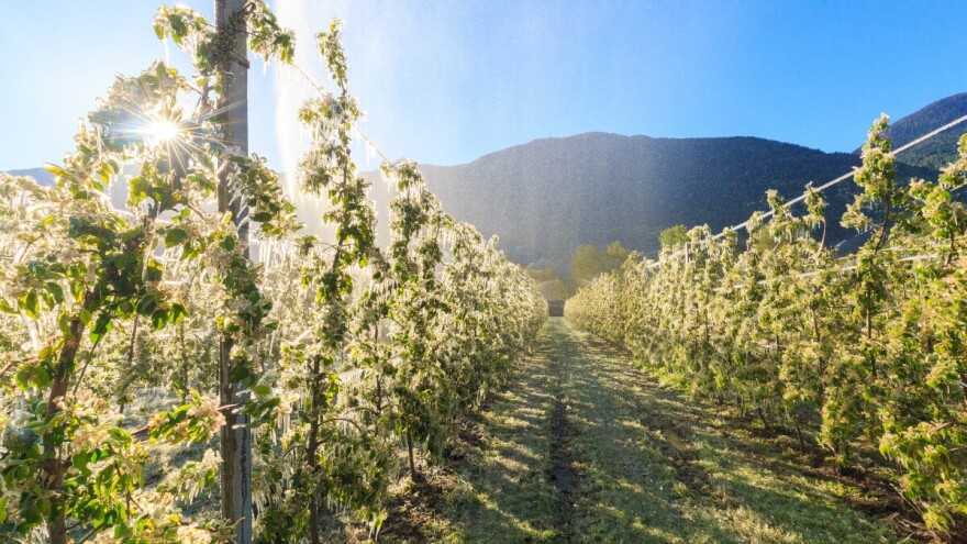 April u minusu: Mraz prijeti voću i povrću, snijeg se vratio na planine