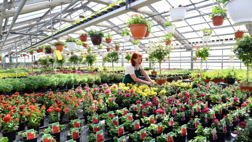 Izvoz cveća iz Srbije u prošloj godini vredan 6,1 milion evra. Postoji potreba za većom proizvodnjom