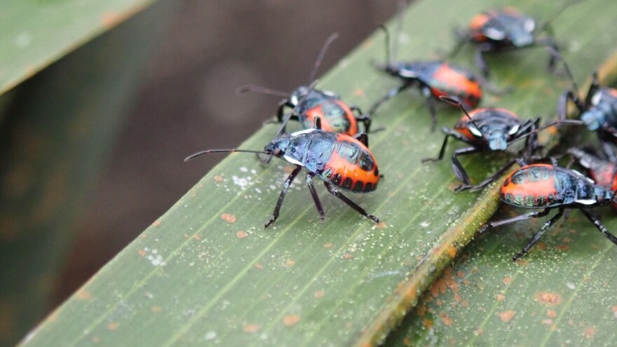 EU traži od država članica stajališta o definiciji proizvoda za biokontrolu