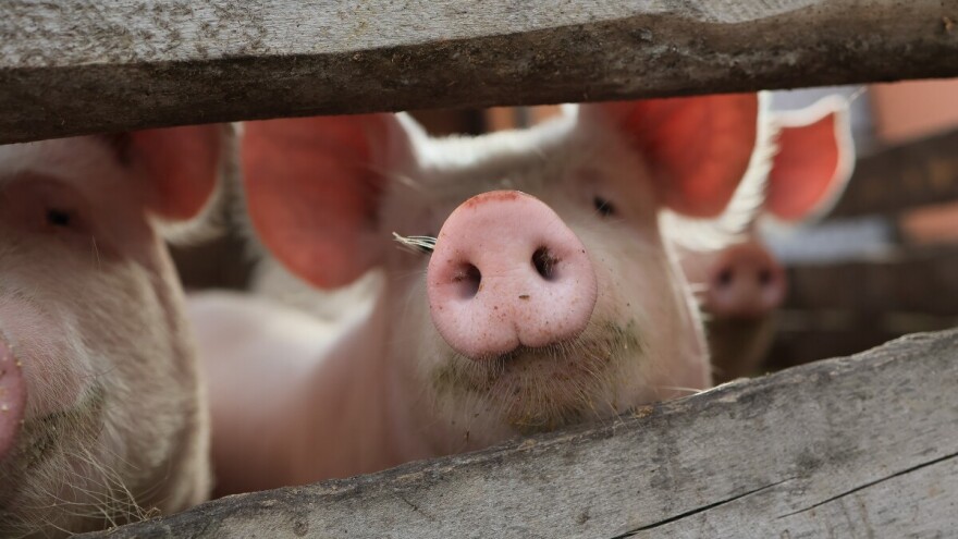 Još jedan slučaj afričke svinjske kuge u Zvorniku