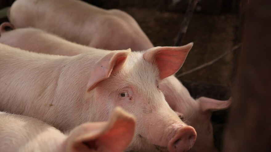 Afrička svinjska kuga potvrđena u osječkom prigradskom naselju