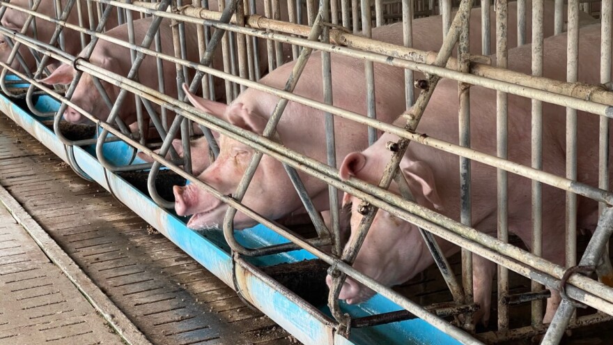 Veliki pad uzgoja svinja u EU: U 20 godina manje 4,8 milijuna krmača