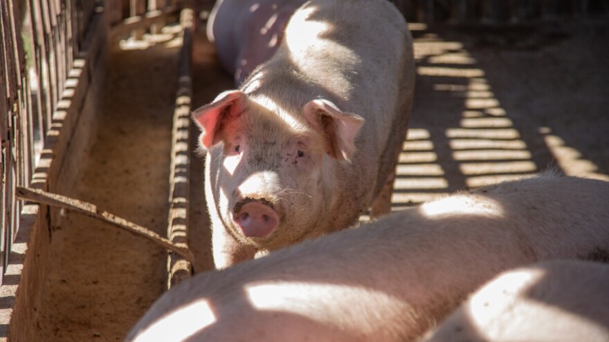 Poskupele svinje, jagnjad dostigla cenu od 560 din/kg