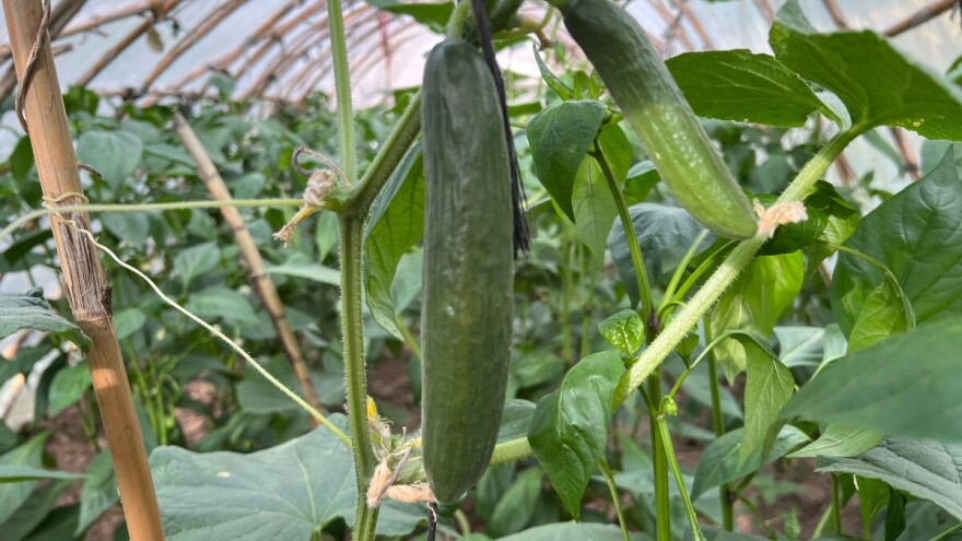 Njega krastavaca u plasteniku