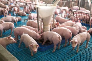 Belgija smanjuje uzgoj svinja: Svaki treći proizvođač nestaće za pet godina