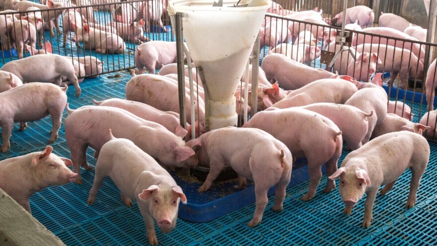 Belgija smanjuje uzgoj svinja: Svaki treći proizvođač nestaće za pet godina