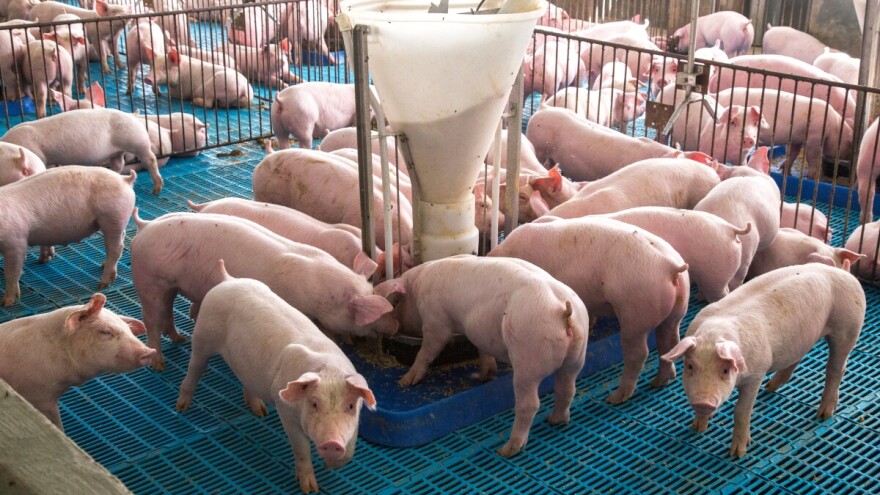 Belgija smanjuje uzgoj svinja: Svaki treći proizvođač nestat će za pet godina