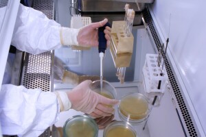 Dvoje kineskih državljana optuženo za agroterorizam - krijumčarili opasan patogen u SAD?