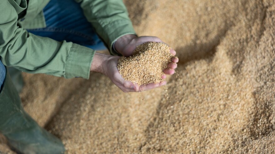 Isplaćene premije za pšenicu u Republici Srpskoj