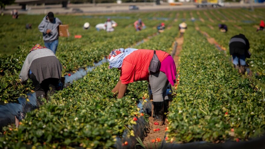 Italijanska mafija kontroliše 25 milijardi evra vredan poljoprivredni sektor?