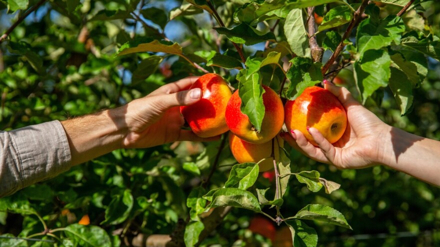 Traže se berači jabuka za 200 kn dnevno!