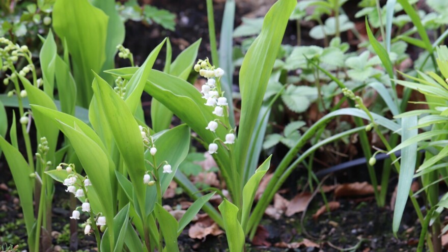 Kad procveta Đurđevak: Mirišljavi cvet gorkog ukusa, ali i odličan pokrivač tla