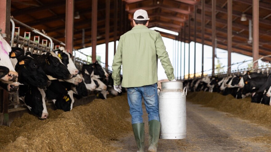 U problemu i evropski proizvođači: Otkupna cijena mlijeka ispod granice od 40 centi