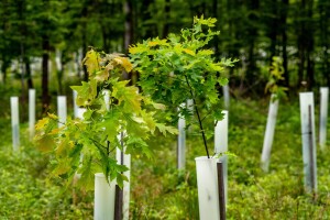 Šume i hortikultura: Objavljeno pet novih pravilnika o sjemenu i sadnom materijalu
