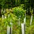 Šume i hortikultura: Objavljeno pet novih pravilnika o sjemenu i sadnom materijalu