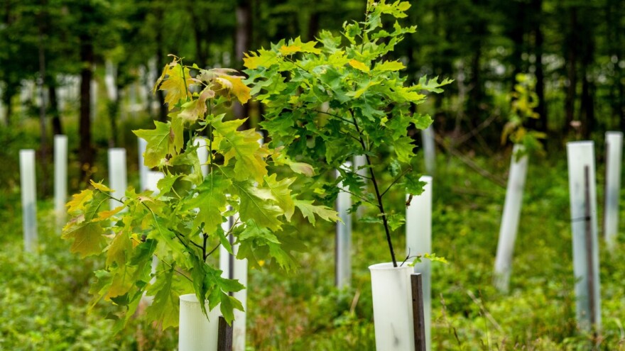 Šume i hortikultura: Objavljeno pet novih pravilnika o sjemenu i sadnom materijalu