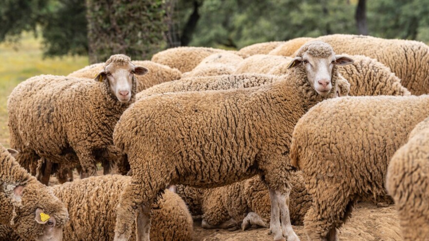 Razmnožavanje ovaca