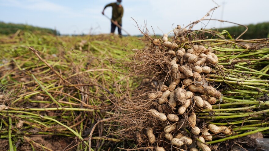 Bivši američki predsednik bio je jedan od najmoćnijih uzgajivača popularne mahunarke