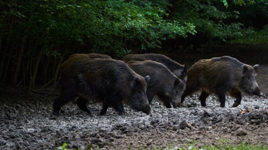 Suzbijanje ASK: Na području zona ograničenja naložit će se izlučenje svakog grla divlje svinje