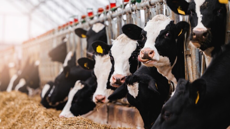 Globalni mlečni paradoks: SAD gradi budućnost, EU se bori s viškovima