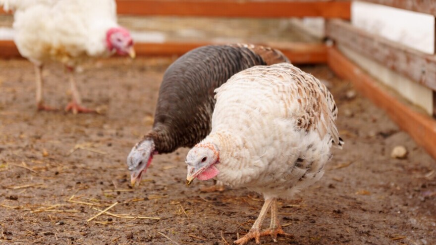 Potvrđena ptičja gripa na farmi tovnih purana uz samu bh. granicu