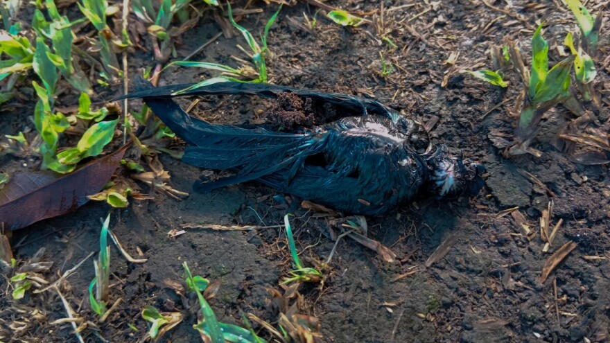 Zbog niskih temperatura stradavaju lastavice - kako im pomoći?