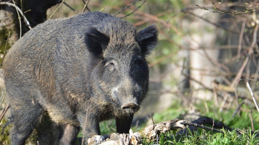 Novi slučaj afričke svinjske kuge u hrvatskom lovištu, nedaleko od bh. granice