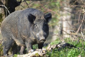 Imamo novi slučaj - potvrđena afrička svinjska kuga u lovištu Vučedol