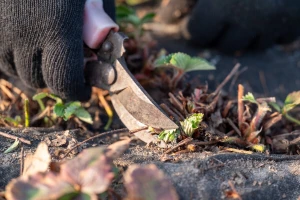 Prolećno buđenje: Kako pripremiti jagode za sezonu?