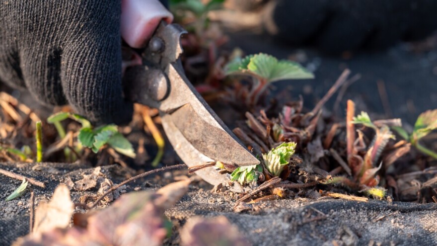 Proljetno buđenje: Kako pripremiti jagode za sezonu?