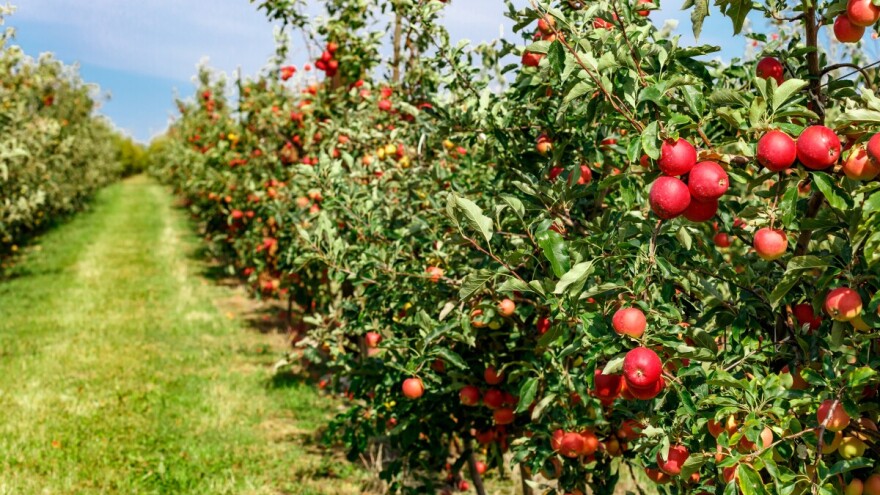 Hoće li 90 posto voćara ostati bez obećane pomoći zbog suše?