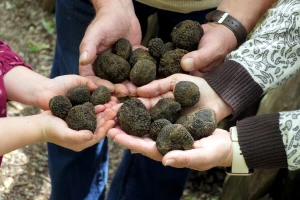 Skandal u Rumuniji: Ilegalno iskopani deseci hiljada kilograma tartufa