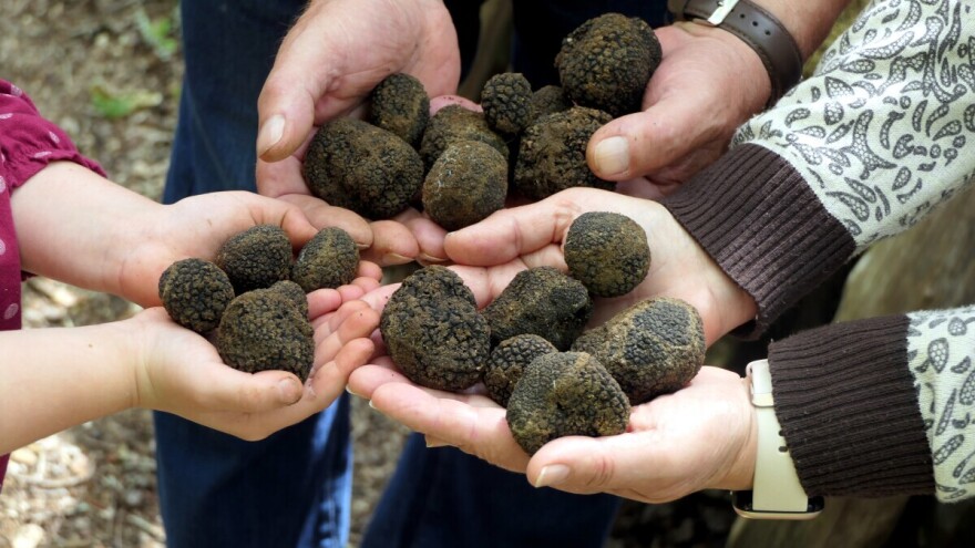 Skandal u Rumuniji: Ilegalno iskopani deseci hiljada kilograma tartufa