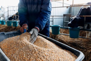 Farmeri traže informacije o aflatoksinu: Pošiljka iz Srbije bila nezadovoljavajuća