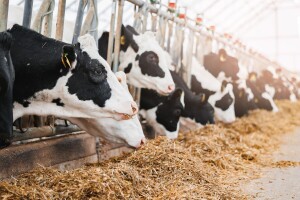 Farma u Bavarskoj pod istragom zbog zlostavljanja životinja