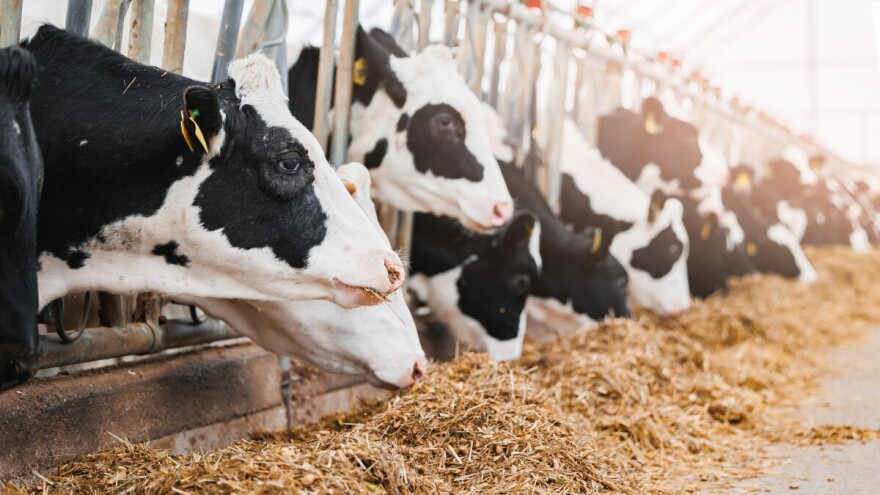 Farma u Bavarskoj pod istragom zbog zlostavljanja životinja