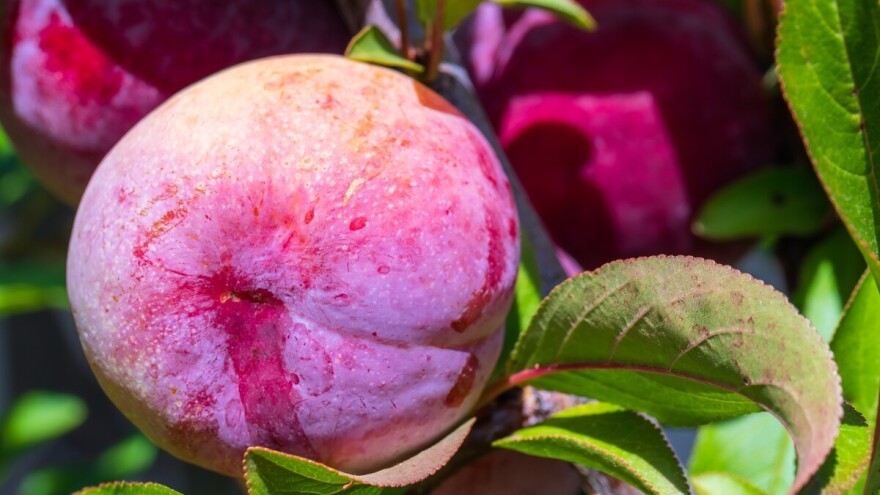 Guinnessov svjetski rekord: Gdje je uzgojena najteža šljiva na svijetu?