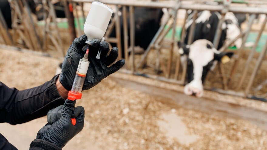 Francuska angažovala vojsku u vakcinisanju goveda protiv bolesti kvrgave kože