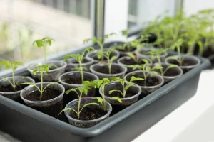 Spriječite bolesti rasada na vrijeme, evo koje mjere poduzeti