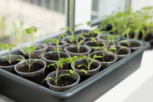 Spriječite bolesti rasada na vrijeme, evo koje mjere poduzeti