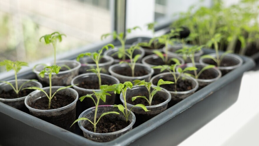 Spriječite bolesti rasada na vrijeme, evo koje mjere poduzeti