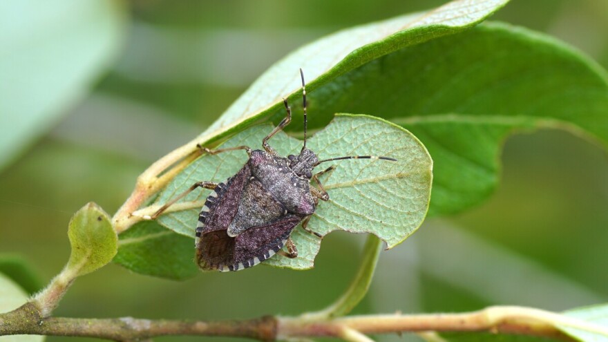 Kombinacijа različitih mjera - put do kontrole populacije smeđe mramoraste stjenice