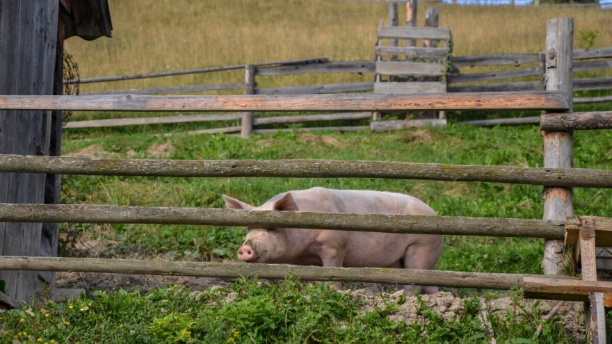 Na području Bratunca potvrđena afrička svinjska kuga