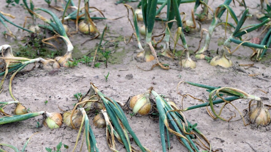 Plamenjača luka može da umanji prinose i do 80 odsto. Ključne su preventivne mere