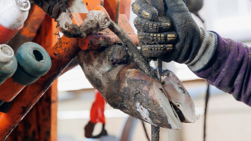 Pravilna njega papaka kod goveda je preduslov uspješne proizvodnje: Evo i zašto